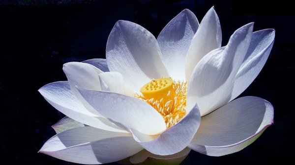 лотус флауэр