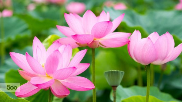 цветки лотоса