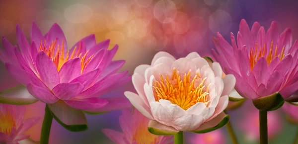 цветки лотоса