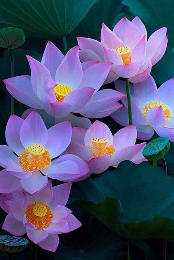 лотус растение