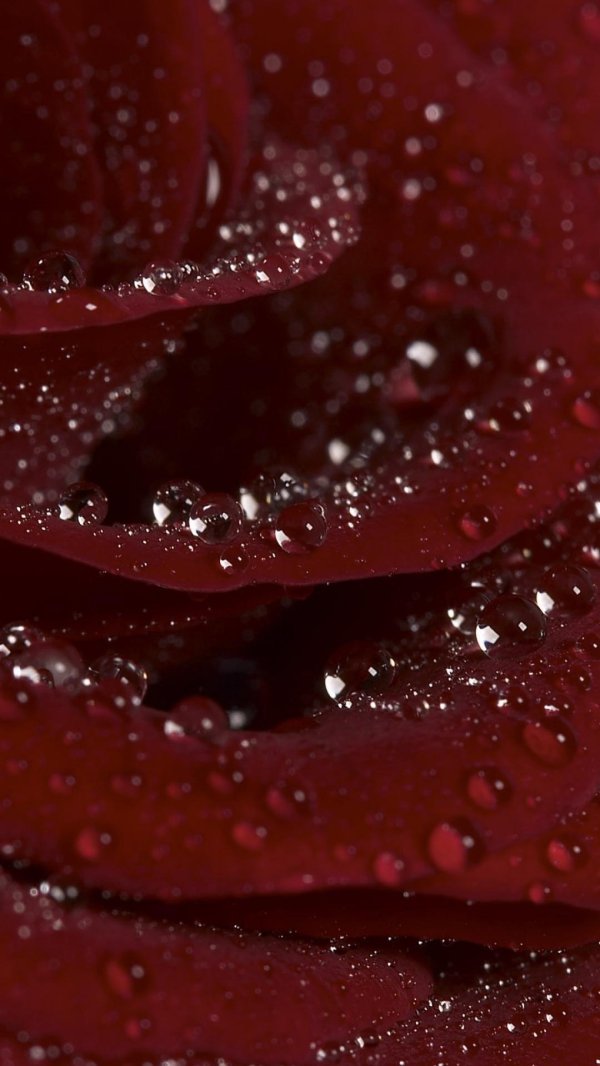 бордовая роза