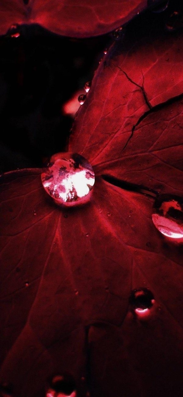 цветок бордовый