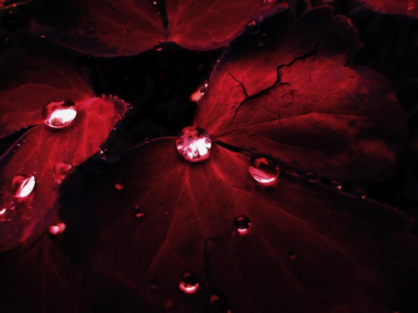 бордовые фоны