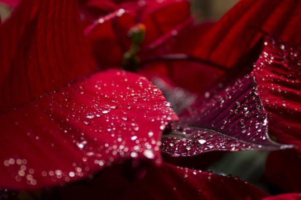 капли на красных листьях