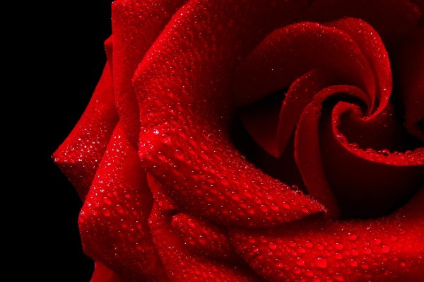 красивая роза