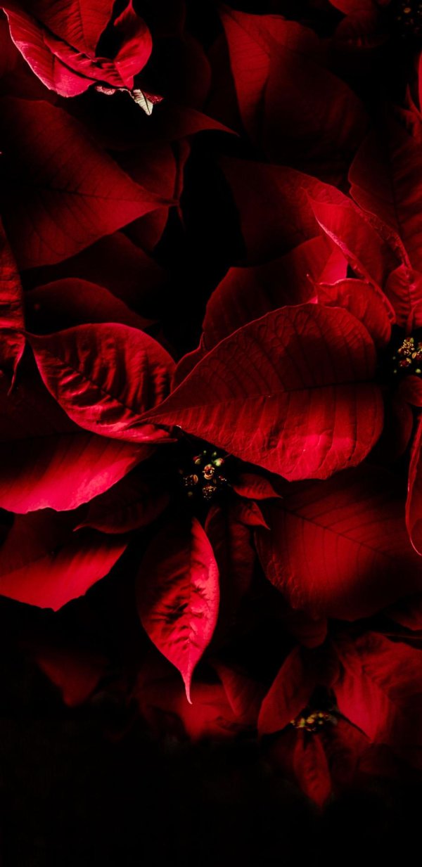 пуансеттия рождественская звезда