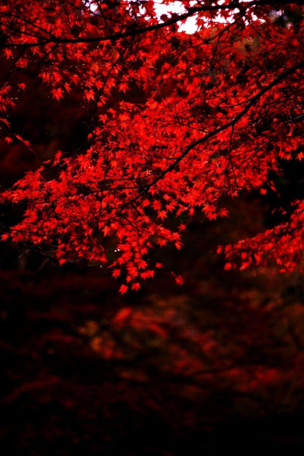 японский остролистный клен