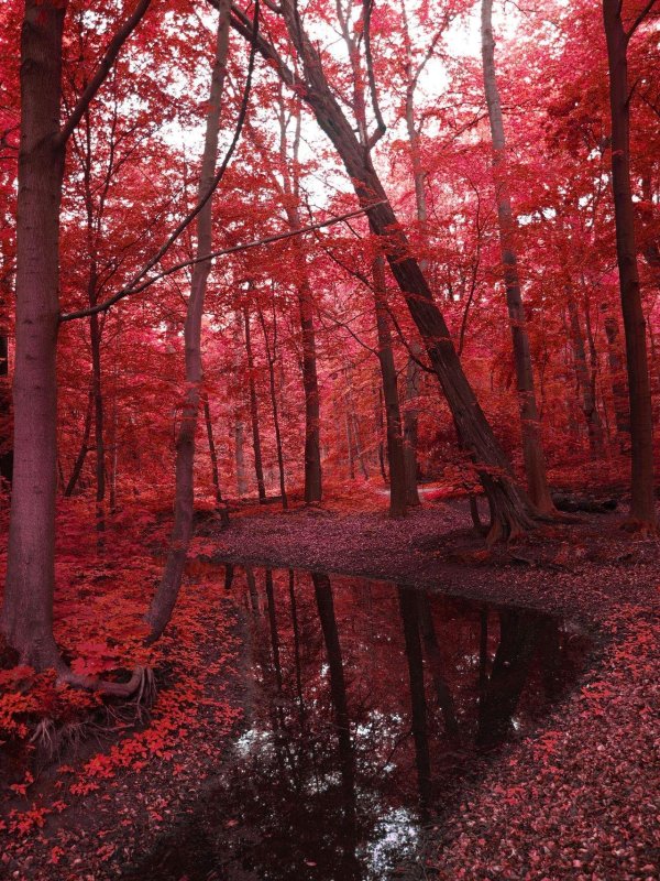 красные леса