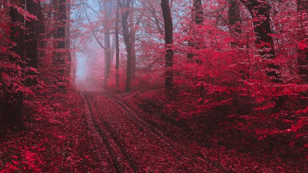 багровый лес