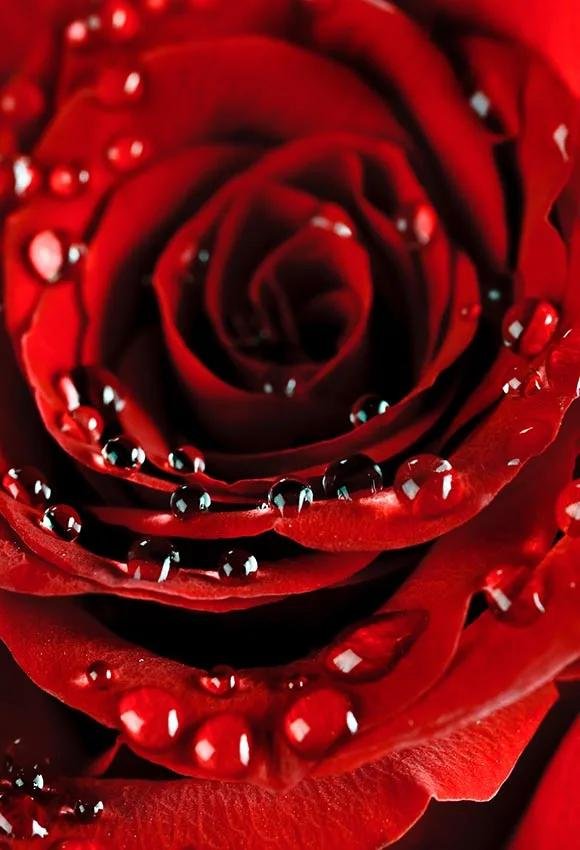 розы красного цвета