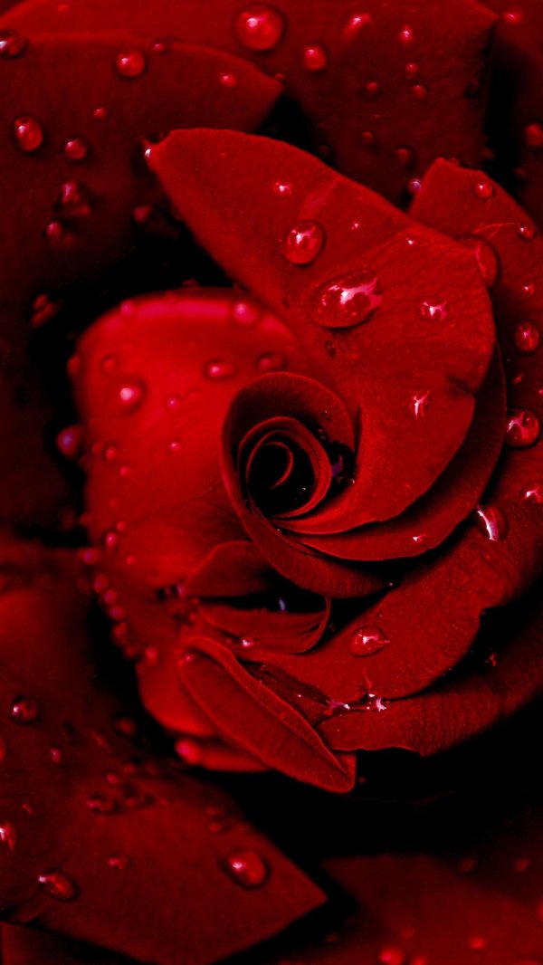 розы красного цвета