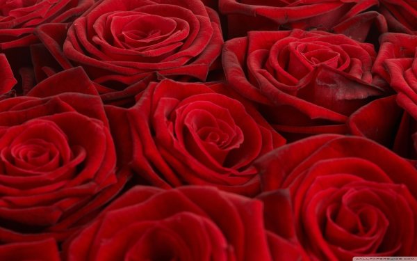 розы бордовые