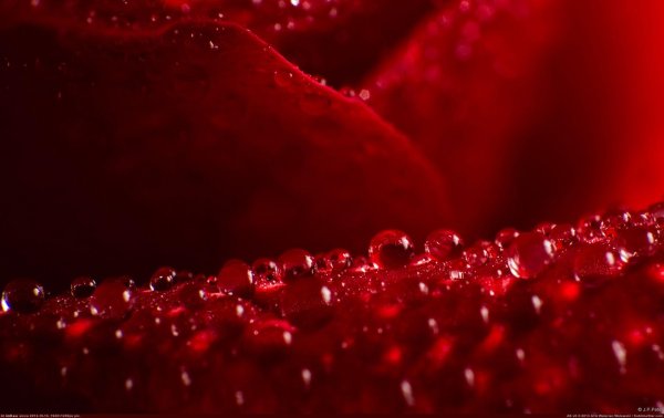 красные обои