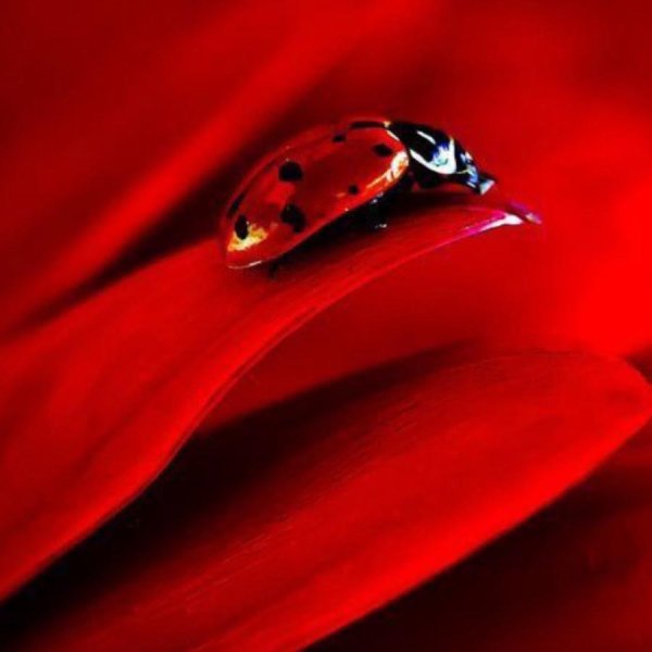 божие коровки