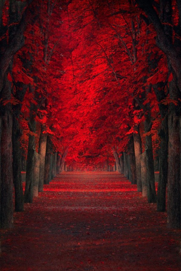 дерево красное