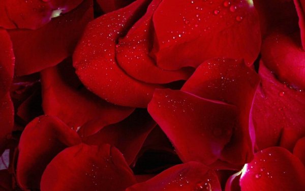 лепестки роз