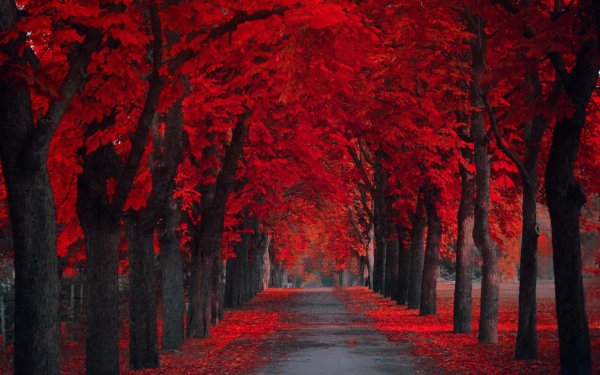 дерево красное