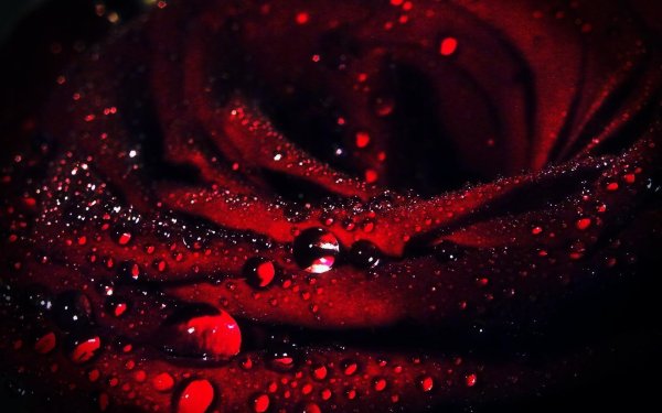 роза с каплями