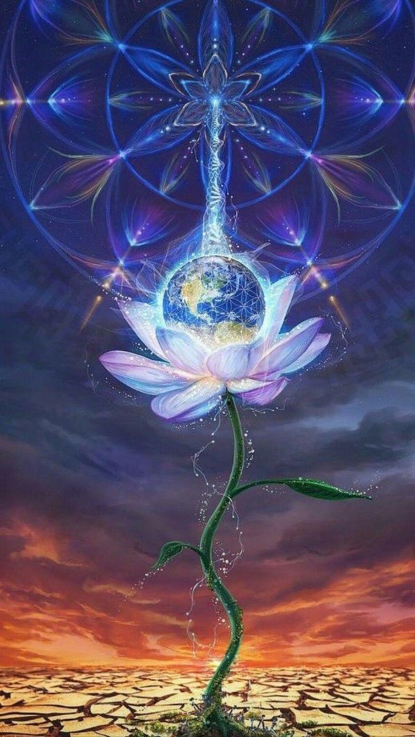 волшебные цветы