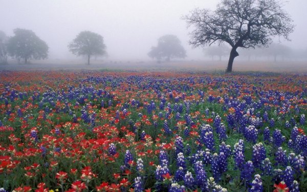 texas bluebonnet