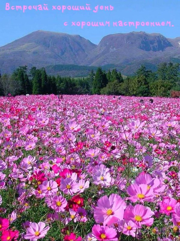 cosmos flower