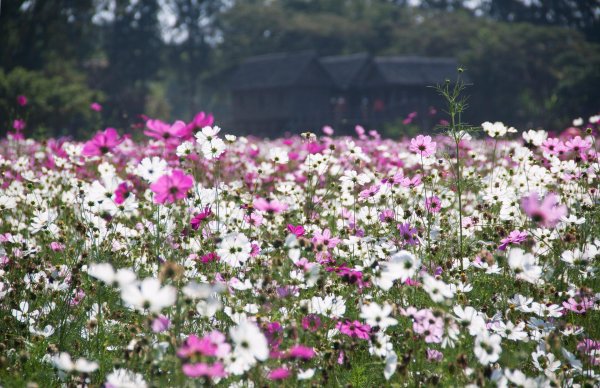 cosmos flower