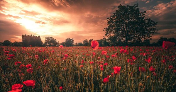 маки на закате