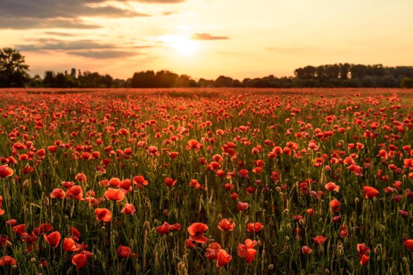 маки поле маков 1873 год