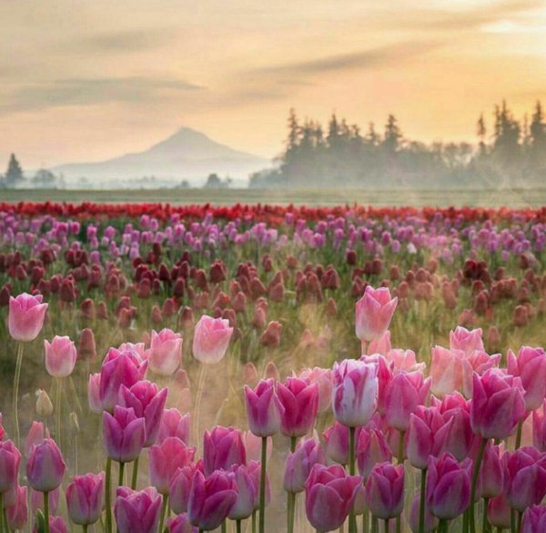 пейзаж с тюльпанами