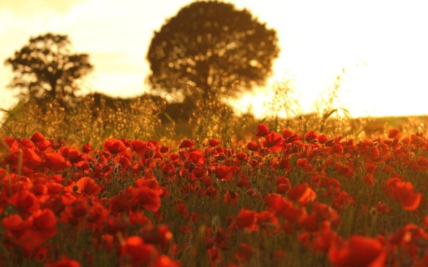 маки на закате