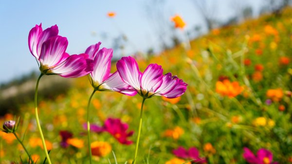 космея луговая