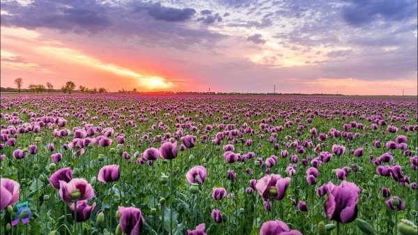 полей цветок