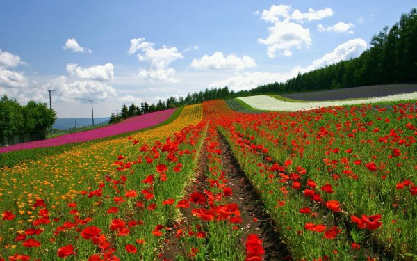 flower field
