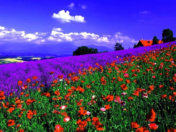 полей цветок