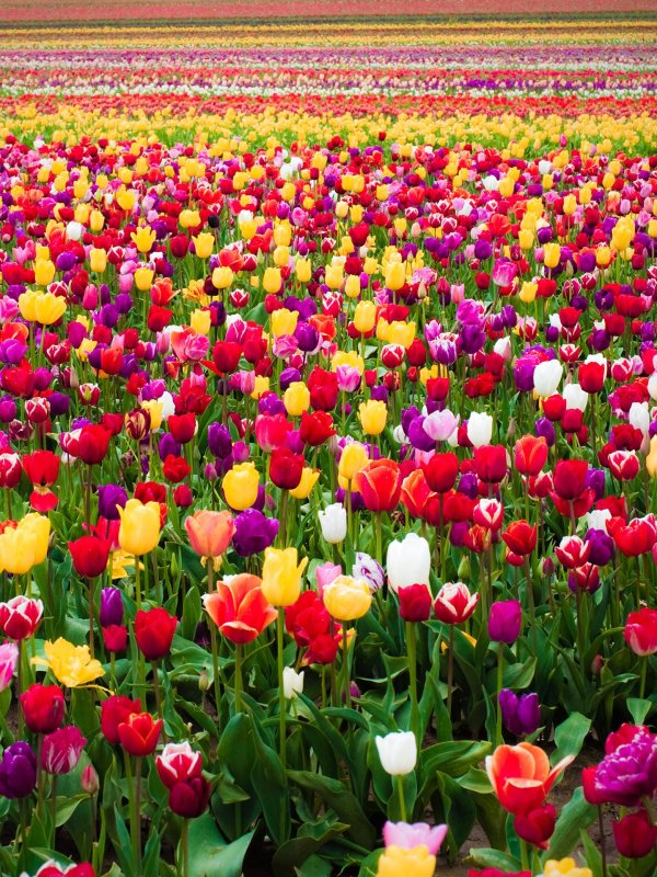много тюльпанов