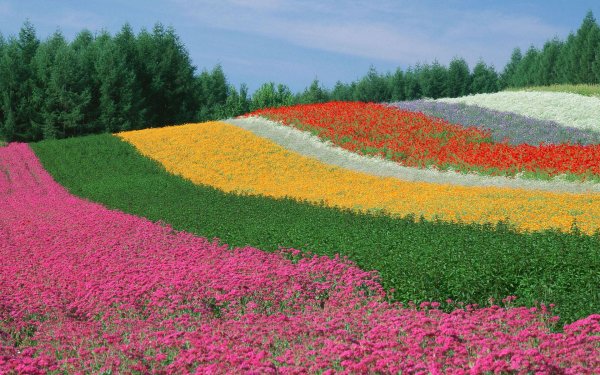 flower field