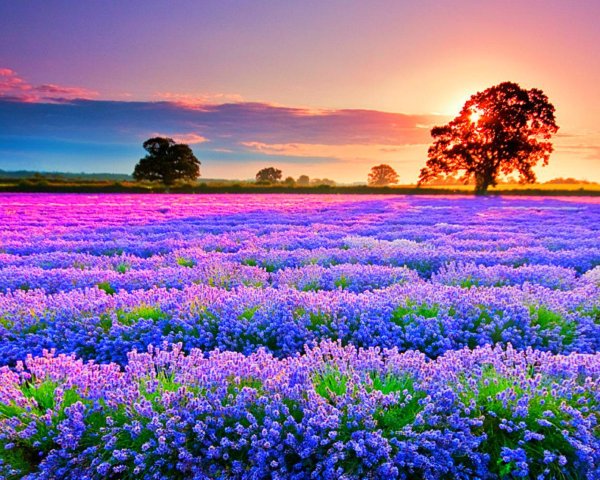 lavender field