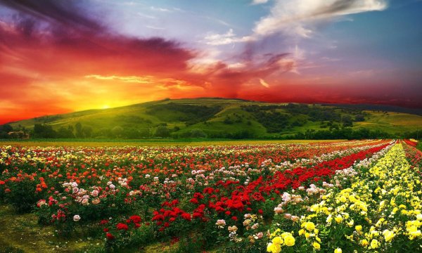 долина роз болгария