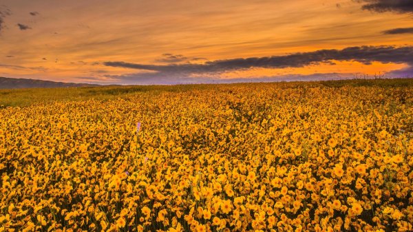 california wildflowers