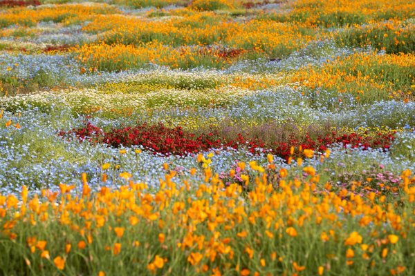 california wildflowers