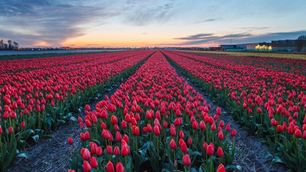 тюльпаны нидерланды