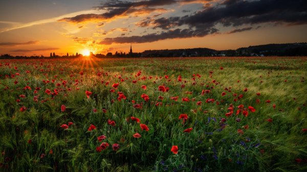 маки на закате