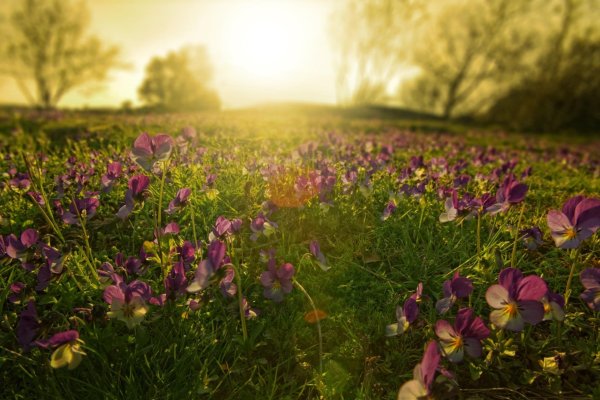 анютины глазки