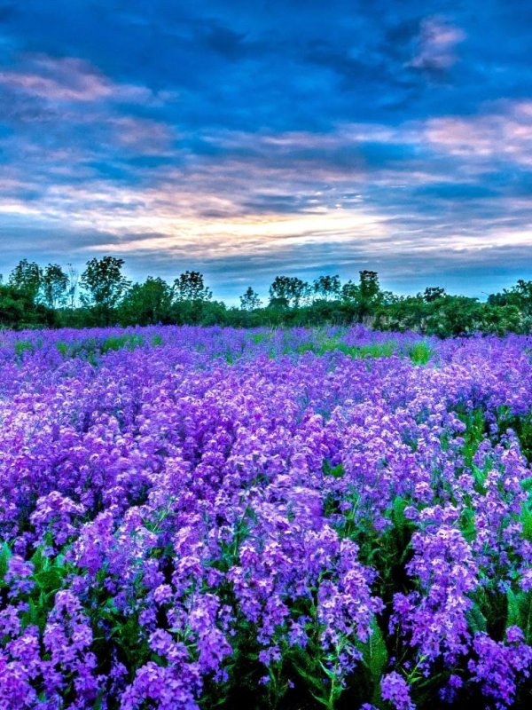 полей цветок