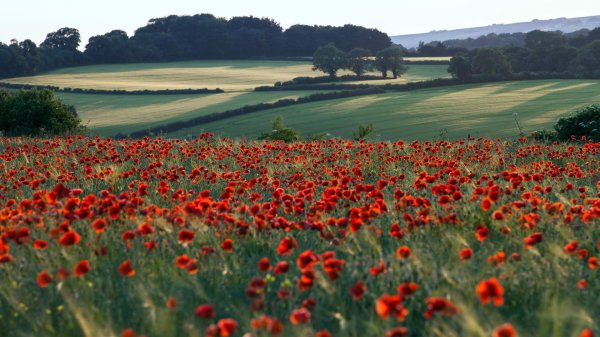 Поле цветов