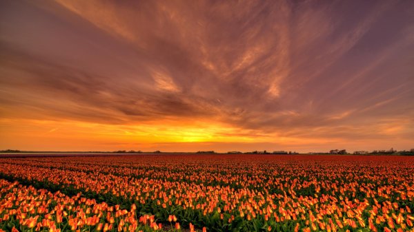 маковые поля голландия