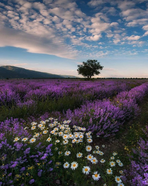 лавандовые поля в болгарии