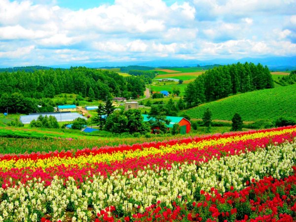 flower field