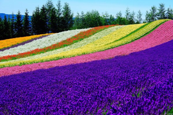 полей цветок