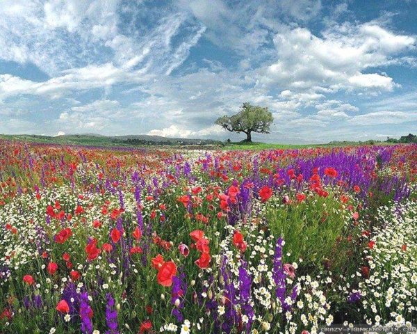 полей цветок